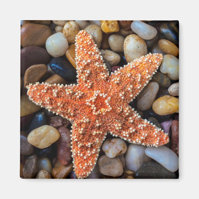 Starfish på Sten Magnet (Framsidan)