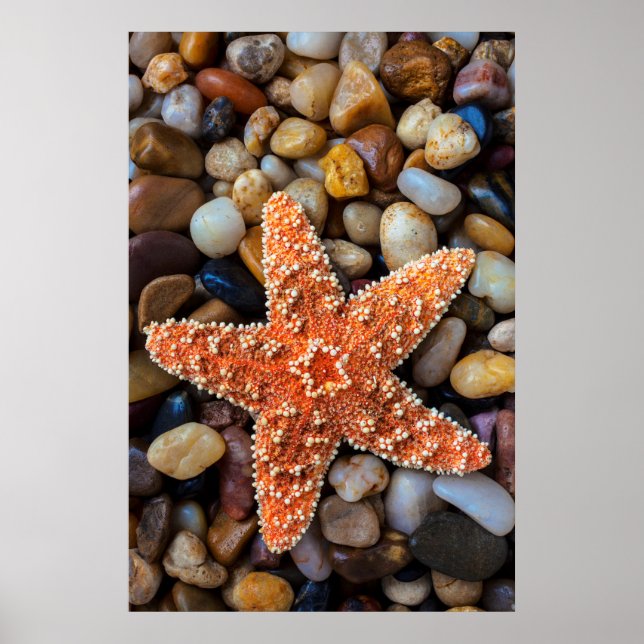 Starfish på Sten Poster (Framsidan)