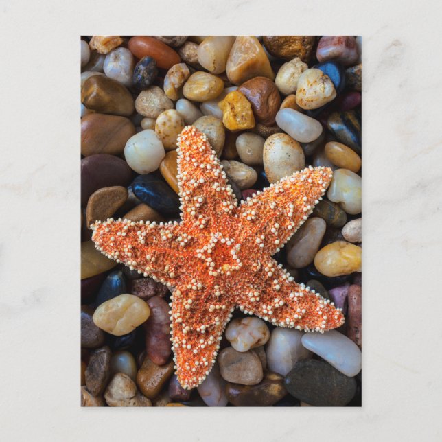 Starfish på Sten Vykort (Framsida)