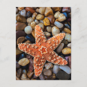 Starfish på Sten Vykort
