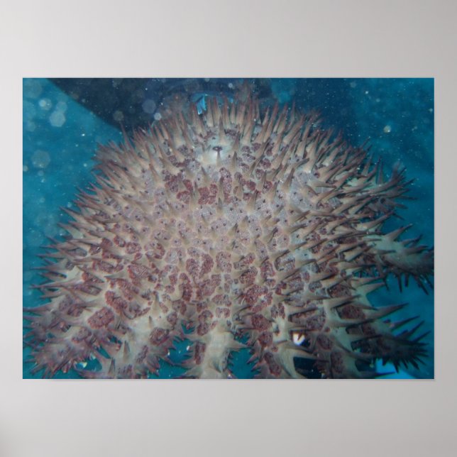 Starfish Photography Poster (Framsidan)