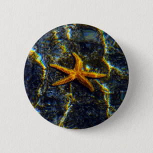 Starfish Pinback Knapp