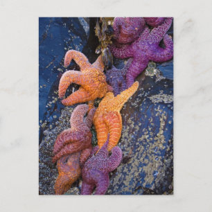 Starfish Pisaster Ochraceus & Ochre Sea Star Vykort
