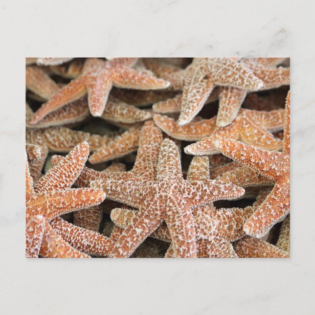 Starfish Sea Star Vykort (Framsida)