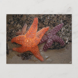 Starfish/Sea Stars, Cannon Beach OR, Photo 1 Vykort