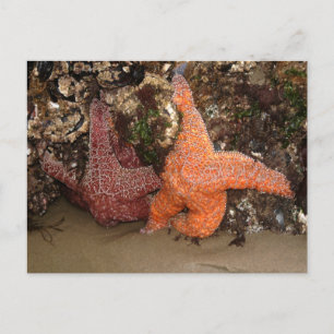 Starfish/Sea Stars, Cannon Beach OR, Photo 3 Vykort