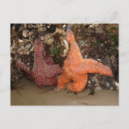 Starfish/Sea Stars, Cannon Beach OR, Photo 3 Vykort