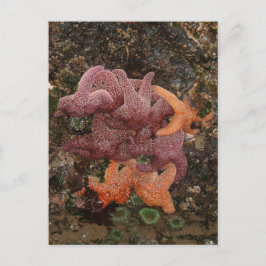 Starfish/Sea Stars, Cannon Beach OR, Photo 5 Vykort