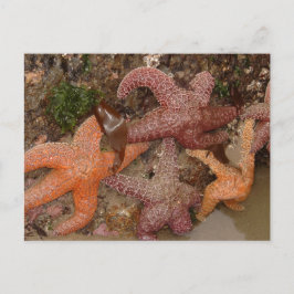 Starfish/Sea Stars in Cannon Beach, OR, Photo 4 Vykort