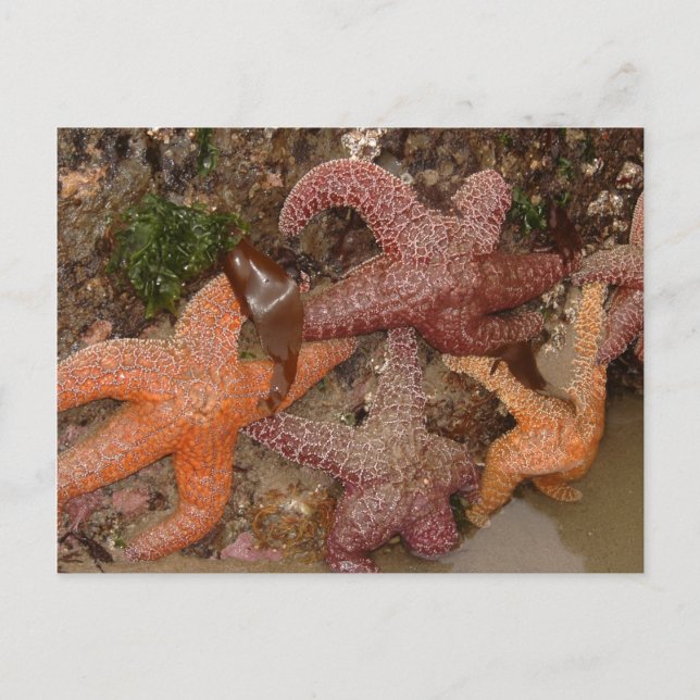 Starfish/Sea Stars in Cannon Beach, OR, Photo 4 Vykort (Framsida)