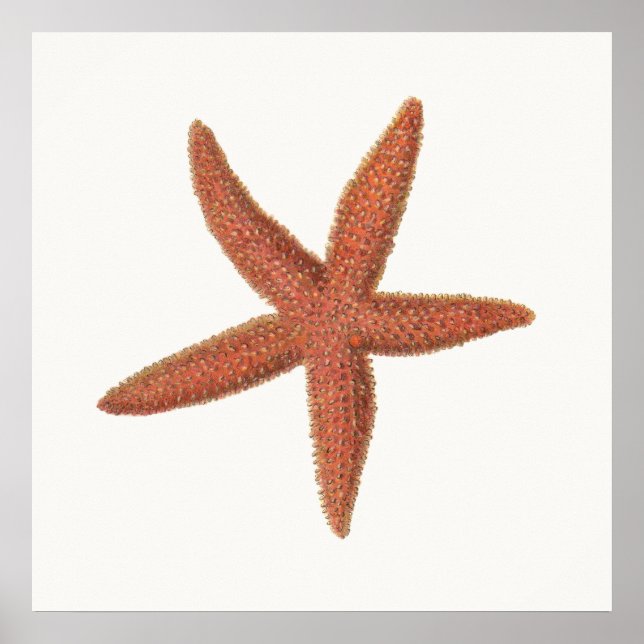 Starfish - Sherman Denton Fish Lithograph Poster (Framsidan)