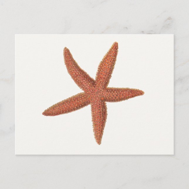 Starfish - Sherman Denton Fish Lithograph Vykort (Framsida)