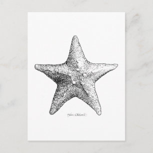 Starfish Teckning Black & White Sea Star Art Vykort