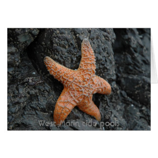 Starfish, Väster Marin tide bassäng Hälsningskort