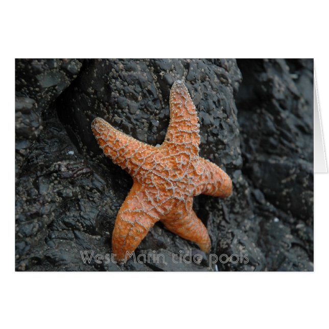 Starfish, Väster Marin tide bassäng Hälsningskort (Framsidan Horizontal)