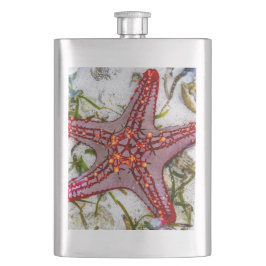 Starfish, Zanzibar, Tanzania Fickplunta