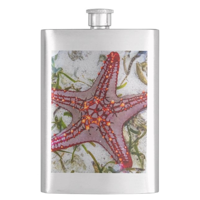 Starfish, Zanzibar, Tanzania Fickplunta (Framsidan)