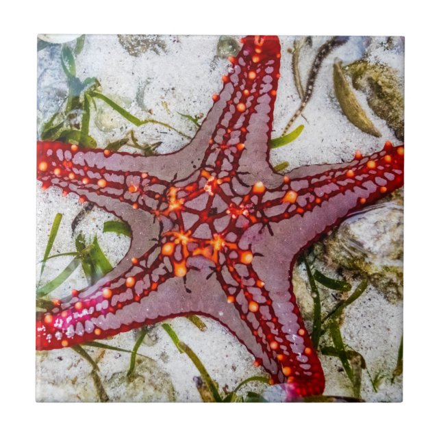 Starfish, Zanzibar, Tanzania Kakelplatta (Framsidan)