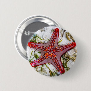 Starfish, Zanzibar, Tanzania Knapp