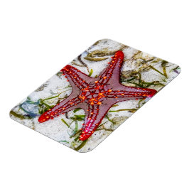 Starfish, Zanzibar, Tanzania Magnet