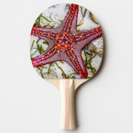 Starfish, Zanzibar, Tanzania Pingisracket