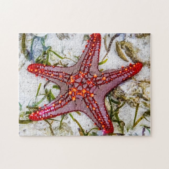 Starfish, Zanzibar, Tanzania Pussel (Horisontell)