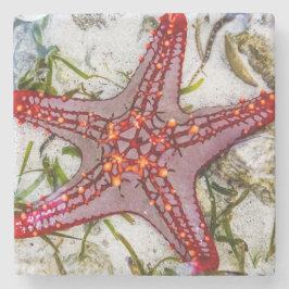 Starfish, Zanzibar, Tanzania Stenunderlägg