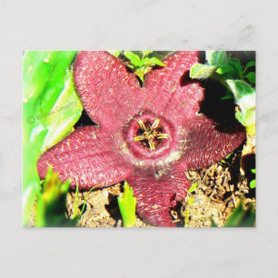 Starfisk Flower - Lila Cactus/Succulary Flower Vykort