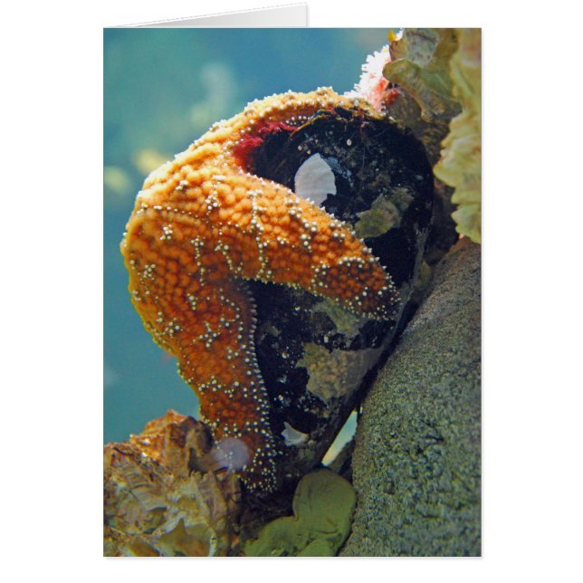 Starfisk - kort (Framsidan)