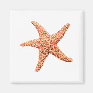 Starfisk Magnet