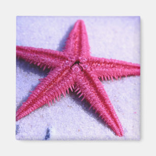 Starfisk Magnet