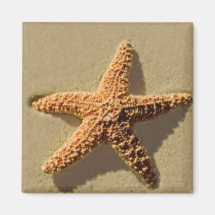 Starfisk Magnet
