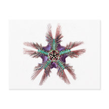 Starfisk med Feathery Arm