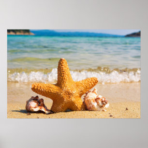 Starfisk och Seashells på stranden Poster
