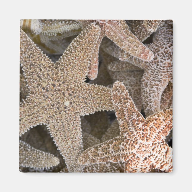 Starfisk överallt magnet (Framsidan)