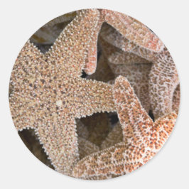 Starfisk överallt runt klistermärke