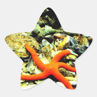 Starfisk på Star Stjärnformat Klistermärke