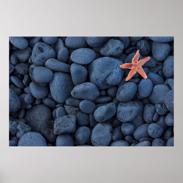 Starfisk på svart Sten längs Kusten | ISLAND Poster (Framsidan)