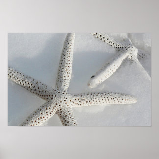 Starfisk Poster