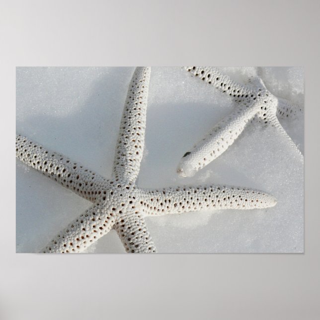 Starfisk Poster (Framsidan)
