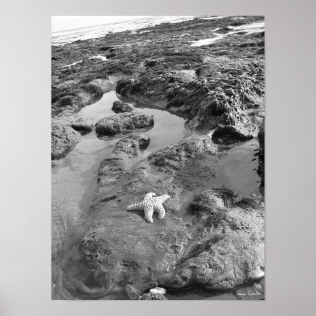 Starfisk Poster (Framsidan)