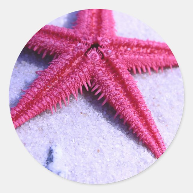 Starfisk Runt Klistermärke (Framsida)