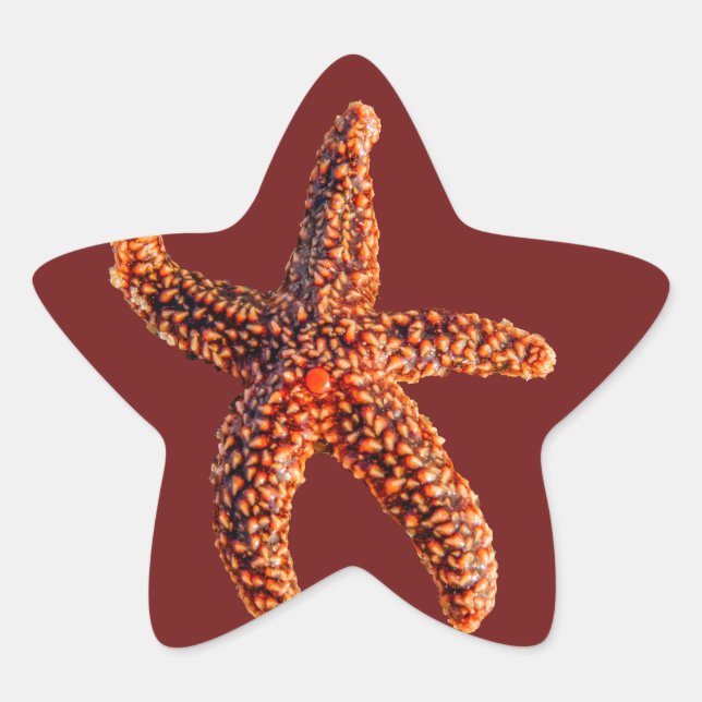 Starfisk Stjärnformat Klistermärke (Framsida)