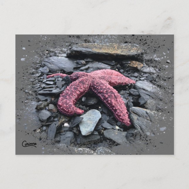 Starfisk - vykort (Framsida)