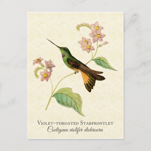 Starfrontlet Hummingbird Art Postcard Vykort (Framsida)