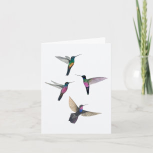 Starfrontlet Hummingbird Kort
