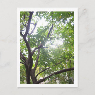 Starfrukt Träd Vykort