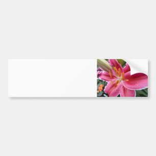 Stargazer Bildekal