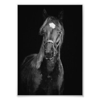 StarGazer Farm Foal & Horse Bilder Fototryck