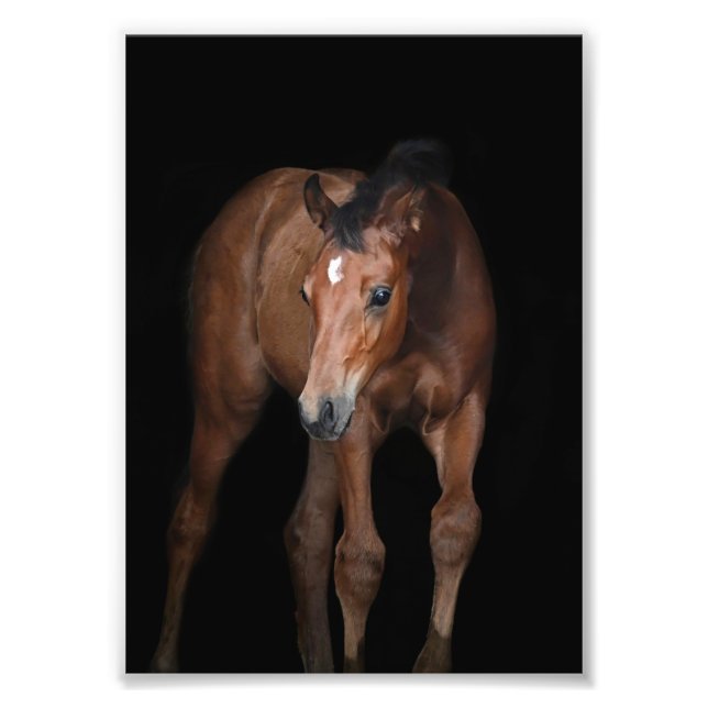 StarGazer Farm Foal & Horse Bilder Fototryck (Framsidan)